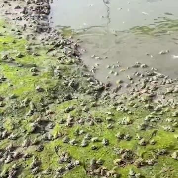 #Shorts___Nuôi_Ếch___Trang_trại_nuôi_ếch_nhiều_Cực_khủng____Vietnamese_Duck_TV_#(720p)