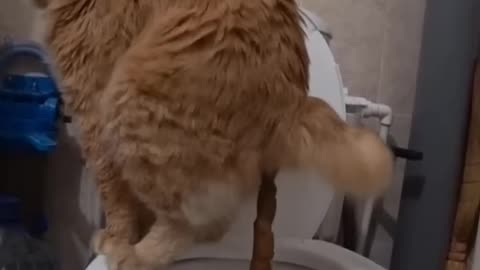 cat on the toilet