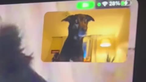 Doggie Face Time