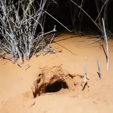 This is a rabbit bandicoot (Bilby) Macrotis lagotis