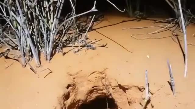 This is a rabbit bandicoot (Bilby) Macrotis lagotis