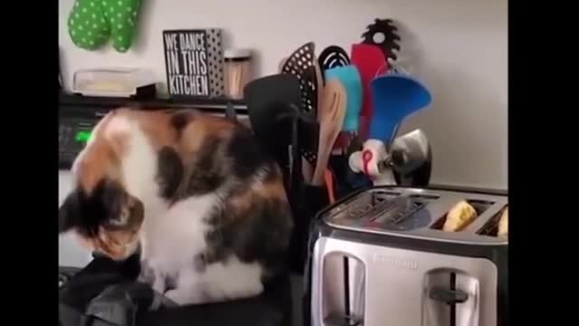 Funny cats make trubble