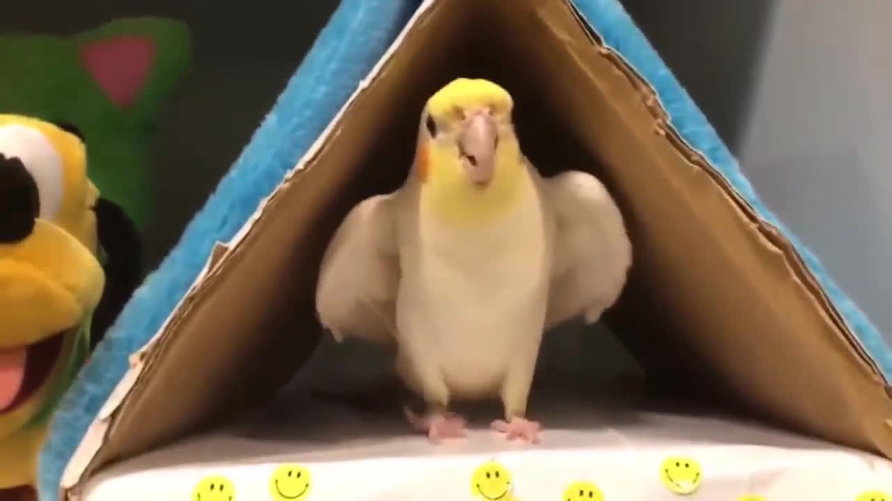 Funny Parrots Videos / cute moment of the BIRDS / Cutest Parrots #1