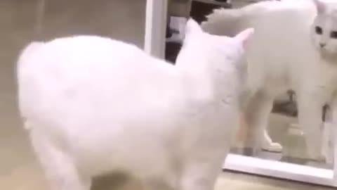 Omg So Funny 😂 Funny Dog and Cat 🐱🐶 Part 28