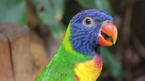 A parrot speaks like a human