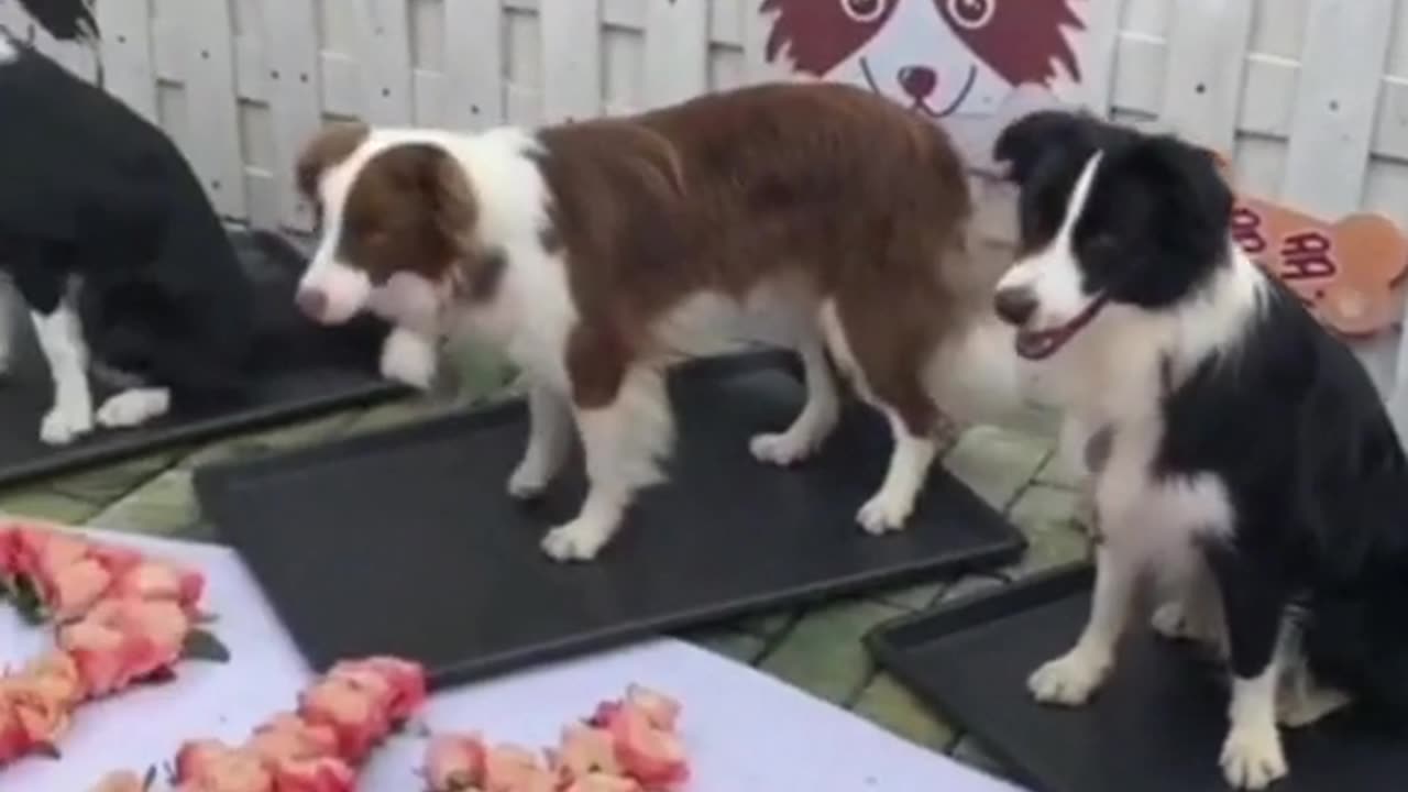 "Border Herders Unleashed: Your Daily Dose of Doggie Delight"