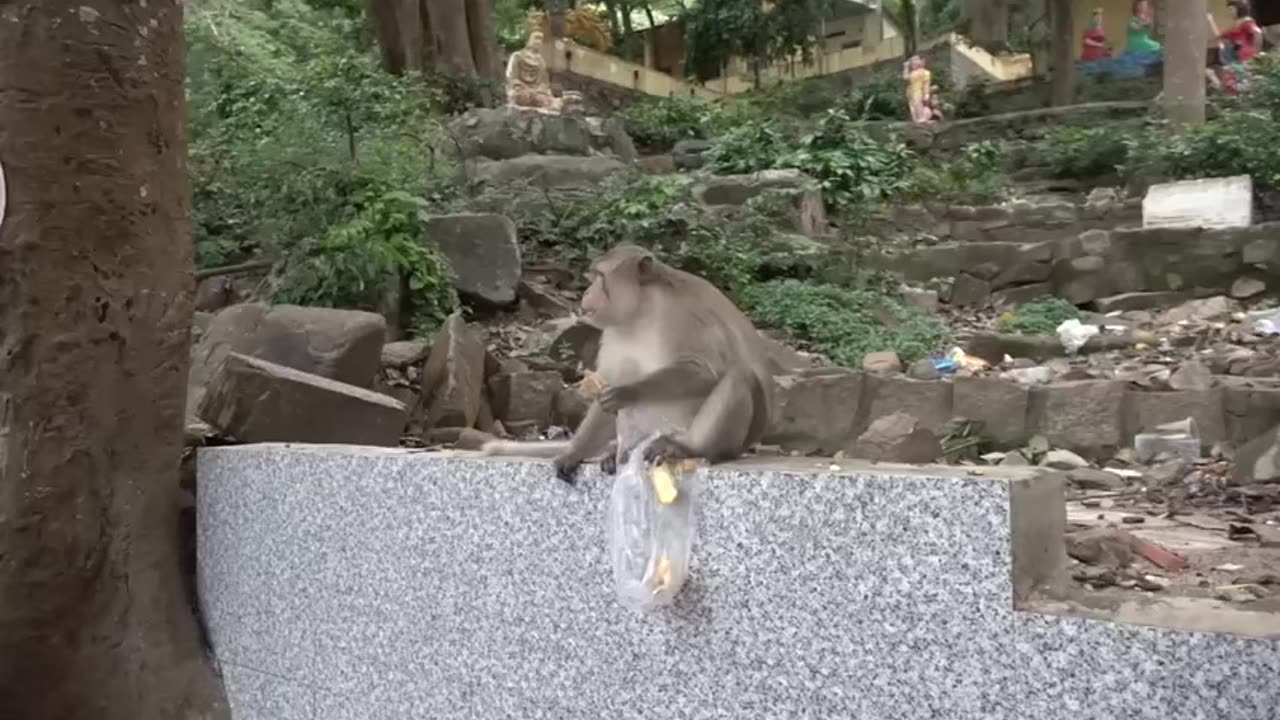 Monkey React Angry When Being Filmed | Viral Monkey