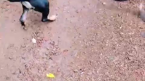 after ate more foods pinky is play with children