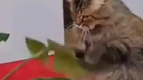 Funny dogs and cats animals video 😀😁🤣😃😄😅😍😊😗🤥😇