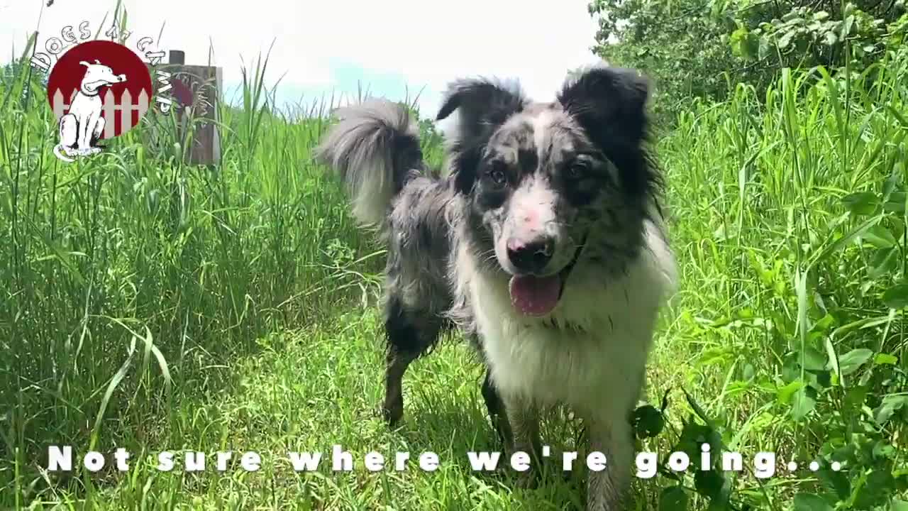 Hiking and Swimming of Dogs at Camp!