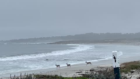 Deer Play Along California Beach