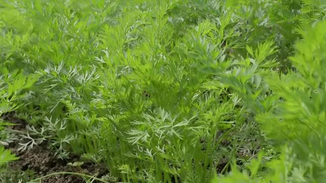 Growing Carrots from Sowing to Harvest