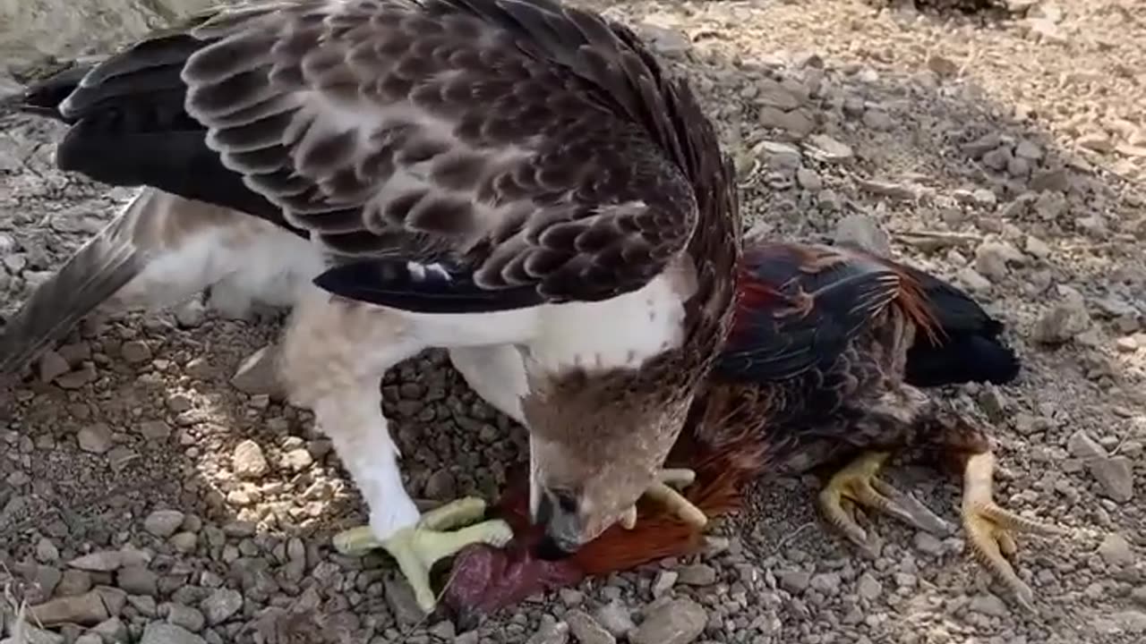 Hawk eagle training attack Hen Esp3 #hawkeagle #eaglehawk #eagle #birdofprey #animal