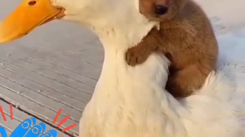 Love ❤ between puppy and duck😊🤣