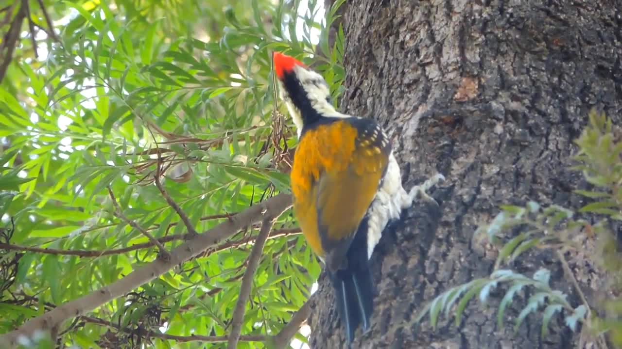 Black rumped flameback bird