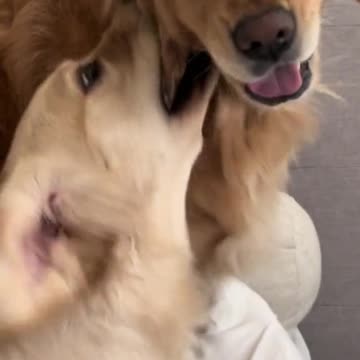 The best Dogs video for 2024