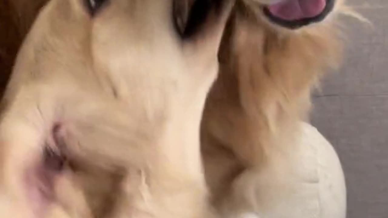 The best Dogs video for 2024