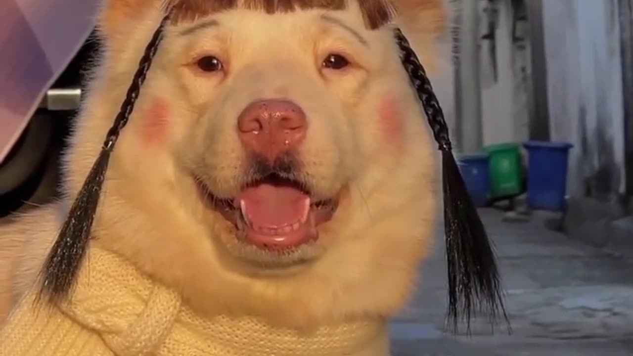 Dog beautiful