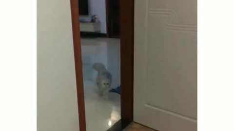 This cat is faster than Bugatti 🤣😂