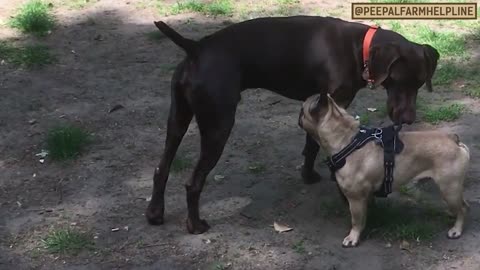 Behaviour of Dog