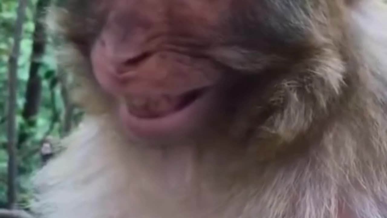 Best funny video / try not to laugh 😂