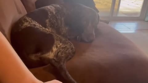 Pup hates being tickled