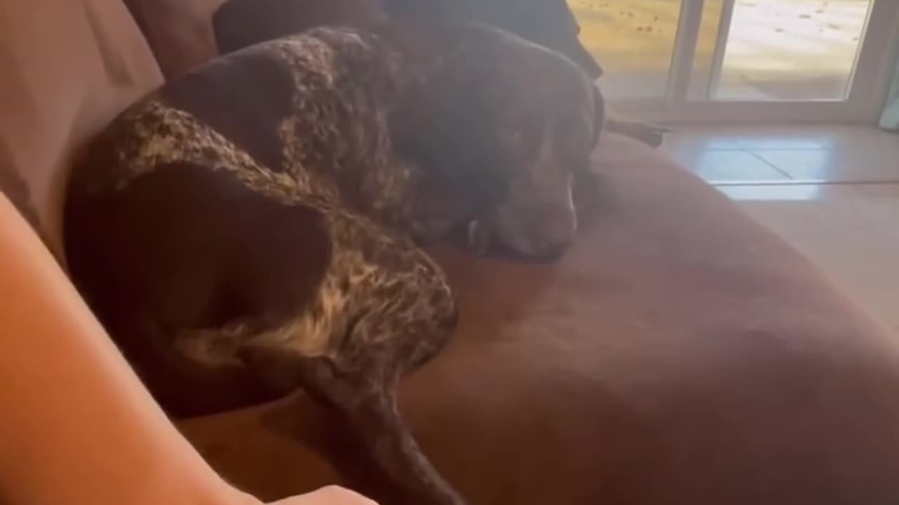 Pup hates being tickled