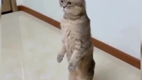 Cats cats cats chat
