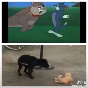 #funnyanimal #cutecat #dog #funnydog #tomandjerry #kids #laught #tv #smile #secret #happiness