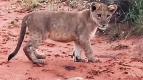 Pretty Lions Cubs