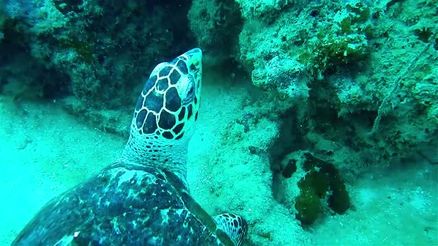 A turtle swimming in the water