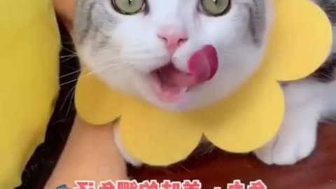 Top funny kitten cuties in house Best Funniest Animals