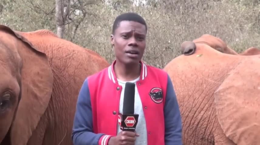 Baby Elephant Plays with KBC Journalist