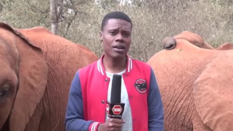 Baby Elephant Plays with KBC Journalist