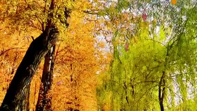 Catch the tail of autumn
