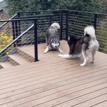 hide my bowl i have trust issues click link in bio we have enough treats