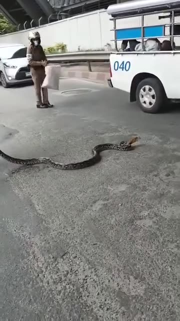 Thai police stops traffic to catch large python