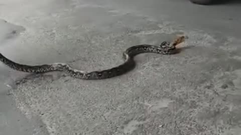 Thai police stops traffic to catch large python