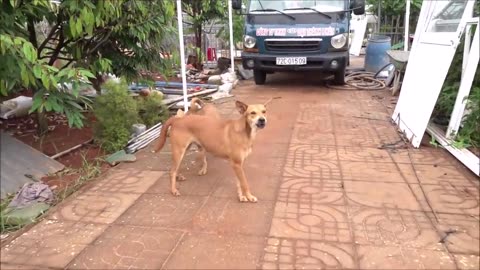 How Dogs React When Seeing Stranger, Running, Barking?