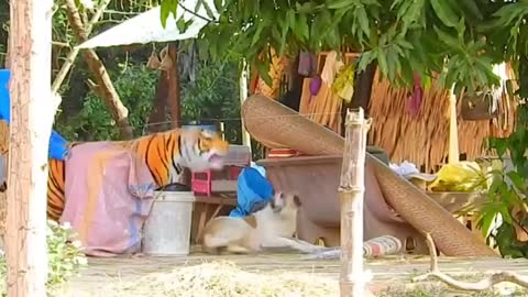 Troll Prank Dog Funny & fake Lion and Fake Tiger Prank To dog & Huge Box Prank to dog