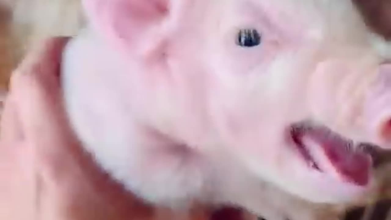 Funny đŸ˜‚animal trending video..part 8