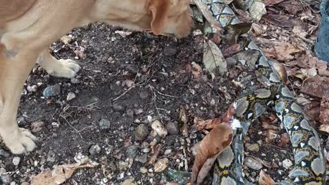 Dog is Burying a Dead Snake