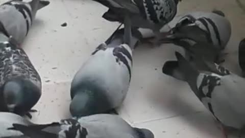 Kind host feeds the birds on his balcony