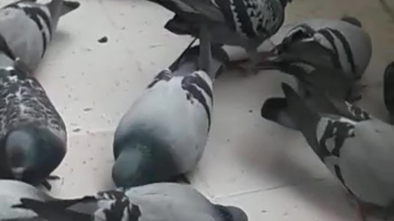 Kind host feeds the birds on his balcony