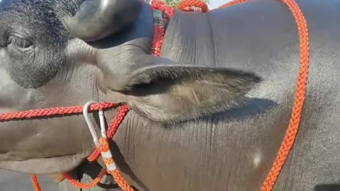 All world biggest buffalo