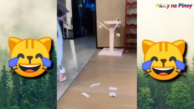 Best funny animal mix video