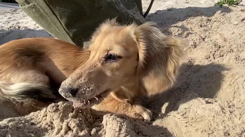 Crusoe & Daphne the Dachshunds Get Sand EVERYWHERE!
