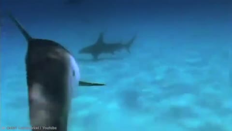 Undersea Photographer