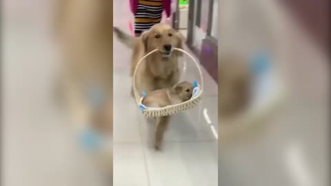 Cute Dog In Mall