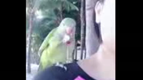 Funny animal video